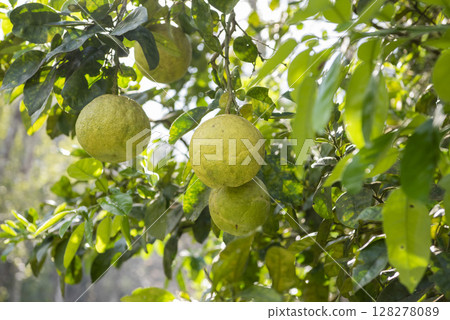 THAILAND NAN KHUN SATHAN ORANGE THAILAND NAN KHUN SATHAN ORANGE 128278089