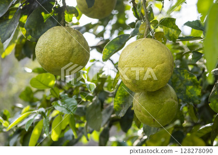 THAILAND NAN KHUN SATHAN ORANGE THAILAND NAN KHUN SATHAN ORANGE 128278090