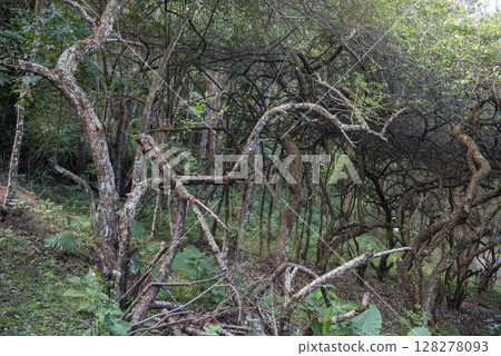 THAILAND NAN KHUN SATHAN NATIONAL PARK THAILAND NAN KHUN SATHAN NATIONAL PARK 128278093