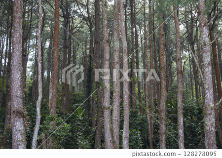 THAILAND NAN KHUN SATHAN NATIONAL PARK THAILAND NAN KHUN SATHAN NATIONAL PARK 128278095