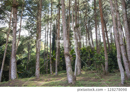 THAILAND NAN KHUN SATHAN NATIONAL PARK THAILAND NAN KHUN SATHAN NATIONAL PARK 128278098