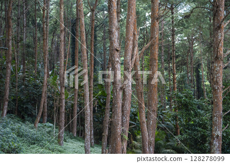THAILAND NAN KHUN SATHAN NATIONAL PARK THAILAND NAN KHUN SATHAN NATIONAL PARK 128278099