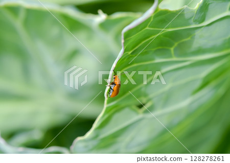 玉米根蟲 128278261