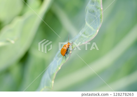 玉米根蟲 128278263