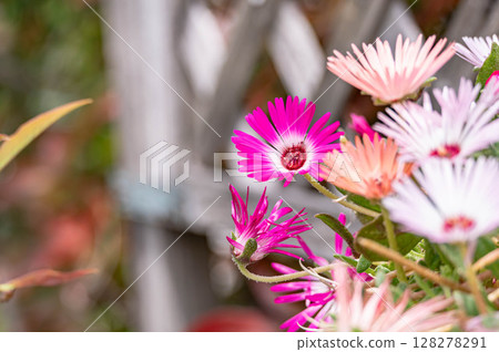 閃亮的花利文斯通雛菊 128278291