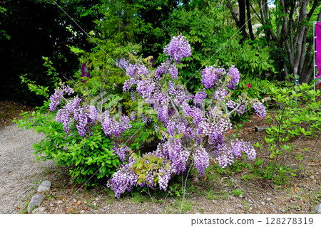 紅山石楠森林紫藤花園紫藤半 紅山石楠森林紫藤花園紫藤半 128278319