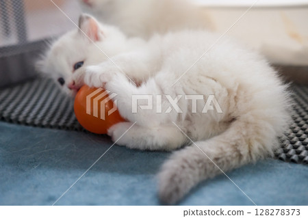 1 month old ragdoll kitten playing with a ball. domestic cat 128278373