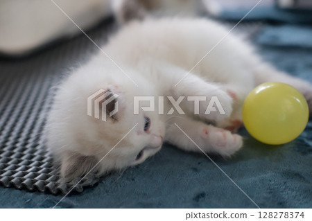 1 month old ragdoll kitten playing with a ball. domestic cat 128278374