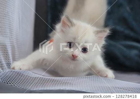 1 month old ragdoll kitten is climbing on a net cabana enclosure, domestic cat 1 month old ragdoll kitten is climbing on a net cabana enclosure, domestic cat 128278418