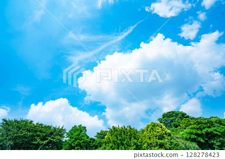 藍天,白雲和樹林 藍天,白雲和樹林 128278423