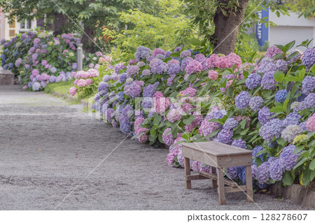 初夏的舞鶴公園，樹蔭下盛開的繡球花和長椅 128278607