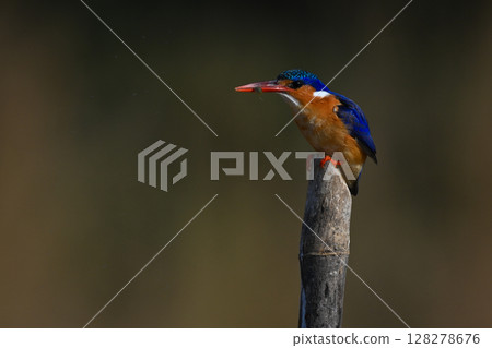 Malachite kingfisher crouches on post holding bug Malachite kingfisher crouches on post holding bug 128278676