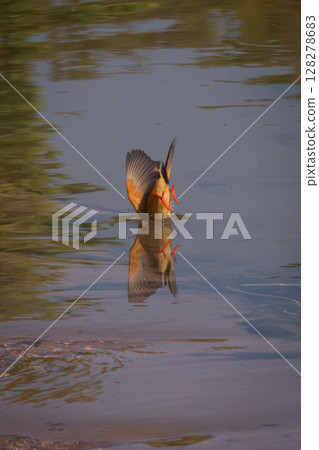 Malachite kingfisher disappears into river casting reflection 128278683