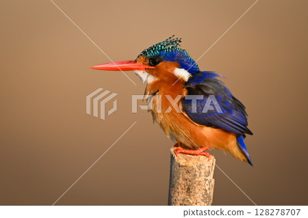 Malachite kingfisher faces left on marker post 128278707