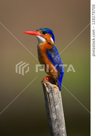 Malachite kingfisher faces left on tilting post 128278708