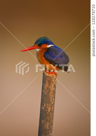 Malachite kingfisher faces left on wooden post 128278710