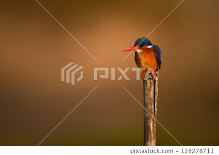 Malachite kingfisher faces left on worn post Malachite kingfisher faces left on worn post 128278711