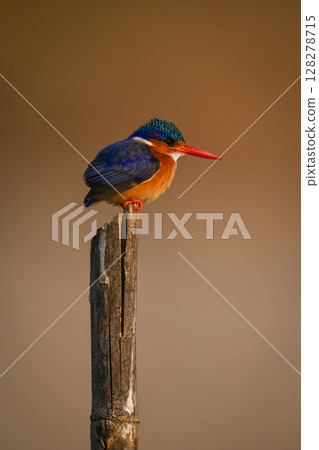Malachite kingfisher faces right on marker post 128278715
