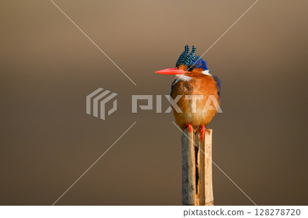 Malachite kingfisher facing camera on marker post Malachite kingfisher facing camera on marker post 128278720