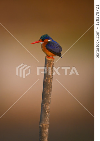 Malachite kingfisher facing left on bamboo post Malachite kingfisher facing left on bamboo post 128278721