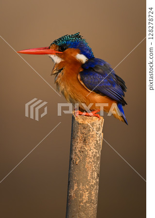 Malachite kingfisher facing left on marker post Malachite kingfisher facing left on marker post 128278724