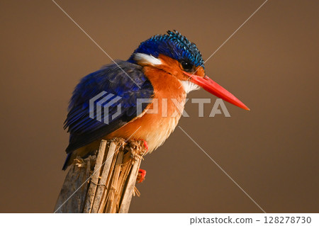 Malachite kingfisher facing right on leaning post 128278730