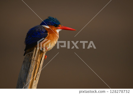 Malachite kingfisher facing right on split post 128278732