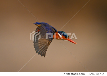 Malachite kingfisher flaps wings diving for fish 128278734