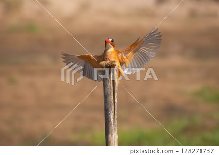 Malachite kingfisher flares wings landing on post Malachite kingfisher flares wings landing on post 128278737