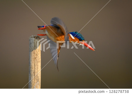 Malachite kingfisher flies away from bamboo post Malachite kingfisher flies away from bamboo post 128278738