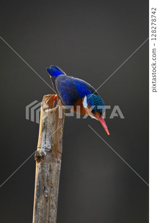 Malachite kingfisher flies down from bamboo post Malachite kingfisher flies down from bamboo post 128278742