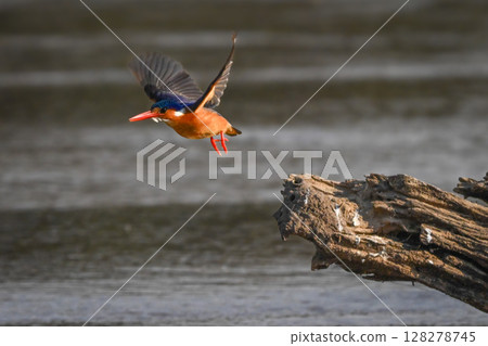 Malachite kingfisher flies from log in river 128278745