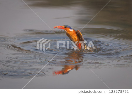 Malachite kingfisher flies from river holding insect 128278751