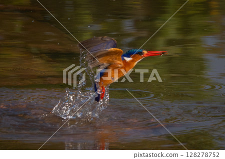 Malachite kingfisher flies from river holding prey 128278752