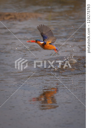 Malachite kingfisher flies over river in spray 128278763