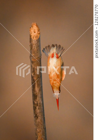 Malachite kingfisher flies vertically down from post 128278770