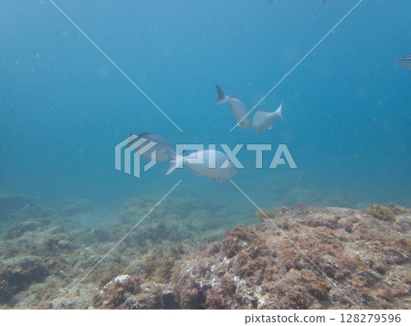 一群看起來像梭魚的魚 128279596