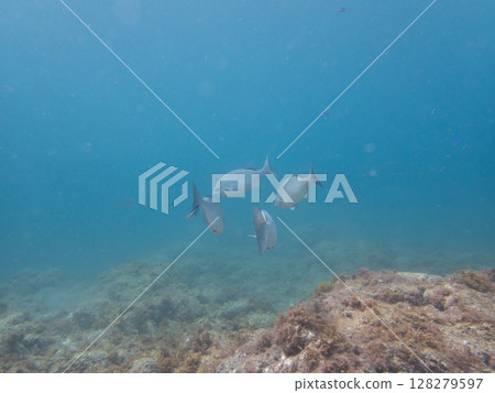 一群看起來像梭魚的魚 一群看起來像梭魚的魚 128279597