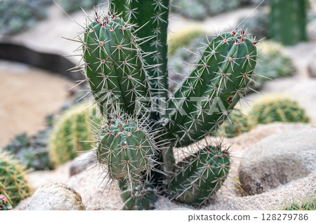 Close up of spines growing from areoles of Ritterocereus cactus. The spines help protect the plant from herbivores, reduce water loss, and can even collect and drip condensed water vapor. Close up of spines growing from areoles of Ritterocereus cactus. The spines help protect the plant from herbivores, reduce water loss, and can even collect and drip condensed water vapor. 128279786