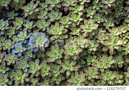 Full frame shot of Crassulaceae succulent plants growing in the garden. The Crassulaceae also known as the stonecrop family. 128279787
