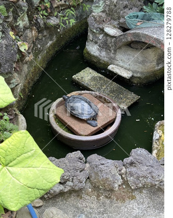 花園裡的烏龜 128279788