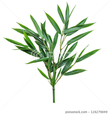 Fresh green bamboo leaf isolated on white background PNG transparent clipart. 128279849