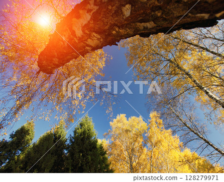 forest forest 128279971