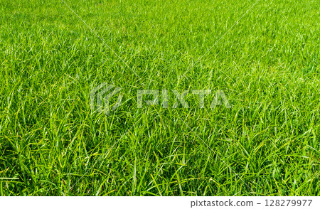 Green grass background 128279977