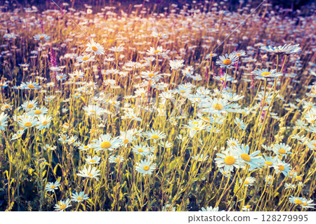 field with white daisies field with white daisies 128279995
