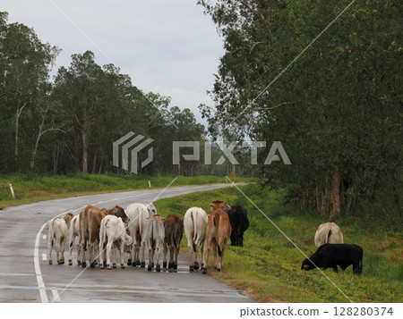 Afternoon pasture walk - Frances Creek, herd after the rain 128280374