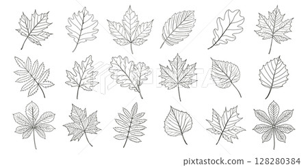 Set of autumn leaves. Collection of hand drawn autumn leaves. Illustration in sketch style. 128280384