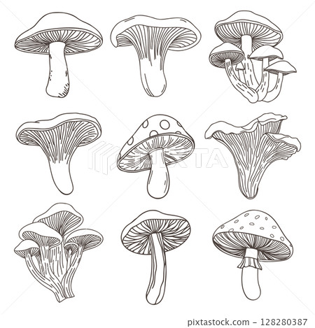 Collection of hand drawn various mushrooms. Mushroom icons set. Hand drawn sketch. Collection of hand drawn various mushrooms. Mushroom icons set. Hand drawn sketch. 128280387