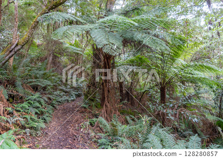 Hiking trail in forest along Cumberland River to Kalimna Falls, Great Ocean Road, Australia 128280857