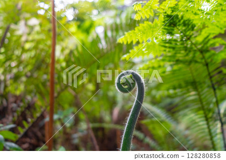Young curled fern frond growing in a lush green forest environment 128280858
